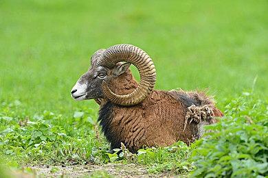 拳头确认《双城之战》是正传 设定将不再自相矛盾