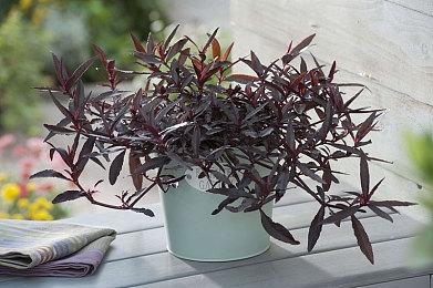 NSO高级会员 N64 游戏库更新 《组合机器人》两部入库